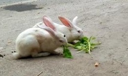 大肥兔最新爆料,揭秘娱乐圈最新动态