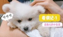 娱乐吃瓜酱小奶狗,揭秘娱乐圈的甜蜜与苦涩