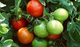 军婚番茄推文吃瓜免费阅读,番茄推文吃瓜免费阅读，甜蜜爱情等你解锁