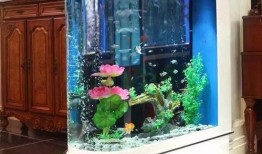 德国鱼缸爆料视频,独家爆料视频带你领略水下生态奇观