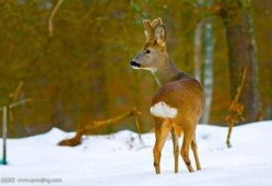 狍子先生爆料视频播放下载,独家播放与下载全解析