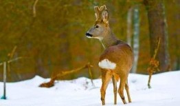 狍子先生爆料视频播放下载,独家播放与下载全解析