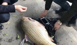 重庆爆料大鲤鱼视频最新,视频曝光引发社会关注