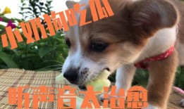 娱乐吃瓜酱小奶狗,揭秘娱乐圈的甜蜜与苦涩