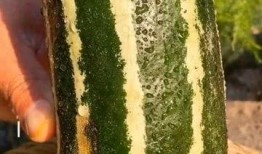 带你吃瓜免费观看,揭秘娱乐圈幕后故事