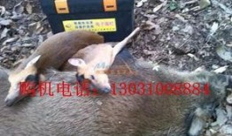 捕山猪视频在线观看,在线观看捕山猪全过程