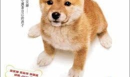 爱犬奇迹在线观看,忠诚守护，生命奇迹再现