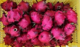 娱乐吃瓜火龙果,揭秘娱乐圈那些不为人知的幕后故事