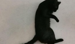 黑喵最新爆料视频,揭秘神秘事件背后的惊人真相！