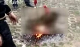 听犬爆料视频,听犬爆料视频背后的惊人真相