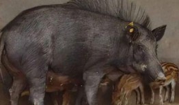 捕山猪视频在线观看,在线观看捕山猪全过程