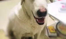 听犬爆料视频,听犬爆料视频背后的惊人真相