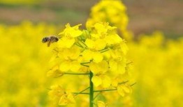 热点爆料油菜花视频,短视频记录下的春日田园风光