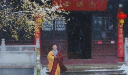 灵谷寺法师爆料视频全集,揭秘佛门内幕与修行真相