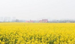 热点爆料油菜花视频,短视频记录下的春日田园风光