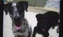 听犬爆料视频,听犬爆料视频背后的惊人真相