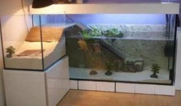 德国鱼缸爆料视频,独家爆料视频带你领略水下生态奇观