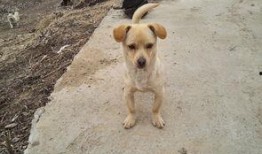 娱乐吃瓜酱小黄狗,揭秘娱乐圈那些不为人知的幕后故事