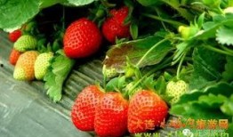 庄河卖草莓网红吃瓜,一场甜蜜的田园之旅