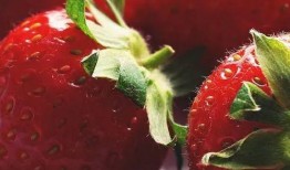 庄河卖草莓网红吃瓜,一场甜蜜的田园之旅