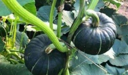 网红吃的生瓜叫什么名字,究竟叫什么名字？揭秘其独特魅力