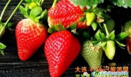 庄河卖草莓网红吃瓜,一场甜蜜的田园之旅