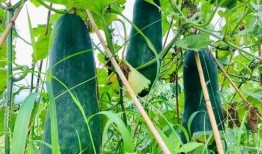 吃瓜劲爆免费,吃瓜劲爆，免费大放送！