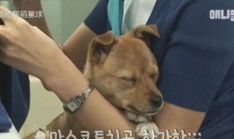 娱乐吃瓜酱小黄狗,揭秘娱乐圈那些不为人知的幕后故事