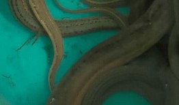 在线观看黄鳝视频,黄鳝视频的黑色产业链